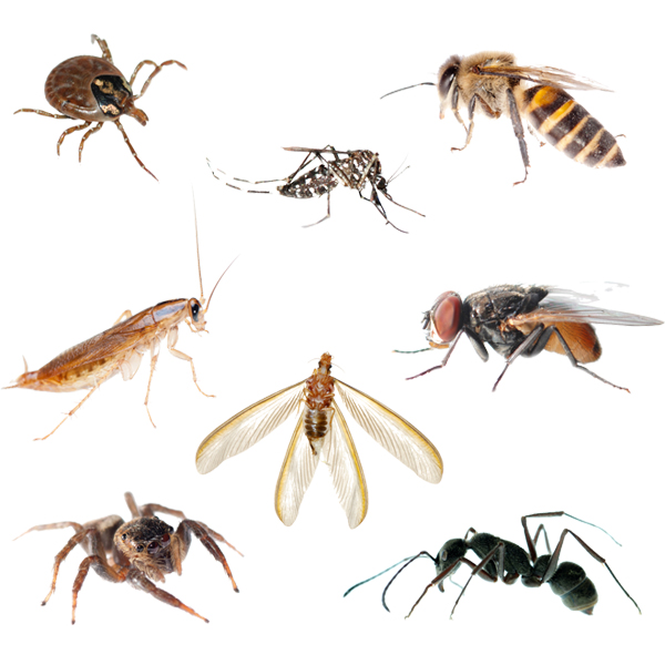Control de Plagas Insectos - Fumigación Multiservicios